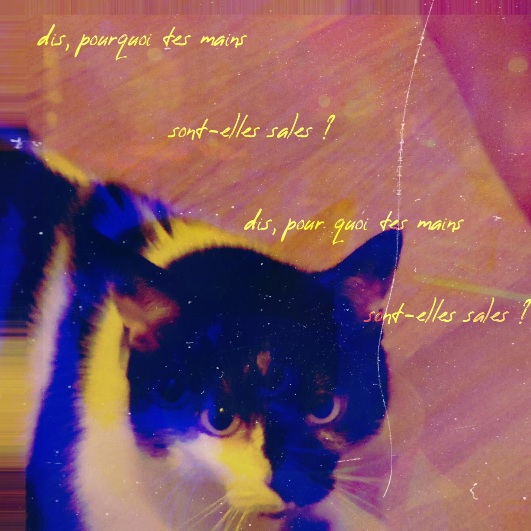 A cat picture with the colours a bit off, and party lights from another picture blending in in the background. Some dust is over the entire picture and the words "dis, pourquoi tes mains sont-elles sales/dis, pour quoi tes mains sont-elles sales"